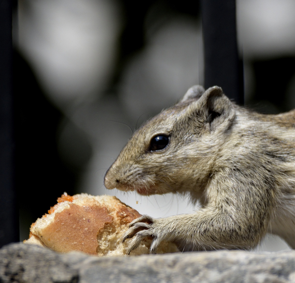 prernao2's tweet photo. Just because she didn't cook it doesn't mean she didn't work hard for it #Food #Nature #Squirrel #Animals #wildlife #wildlifephotography #BackyardAnimals https://t.co/TbaZuEsfuH
