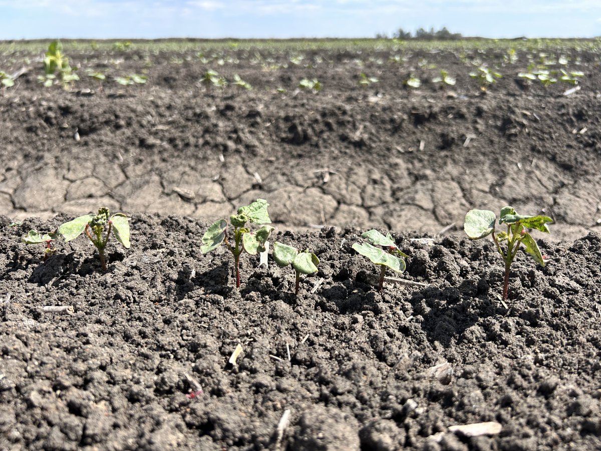 Summit Ag Agricultural Consulting tweet media