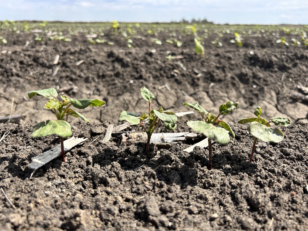 Summit Ag Agricultural Consulting tweet media