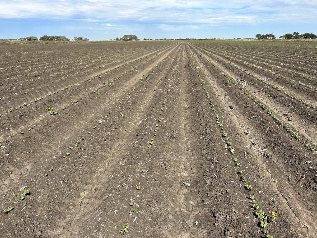 Summit Ag Agricultural Consulting tweet media
