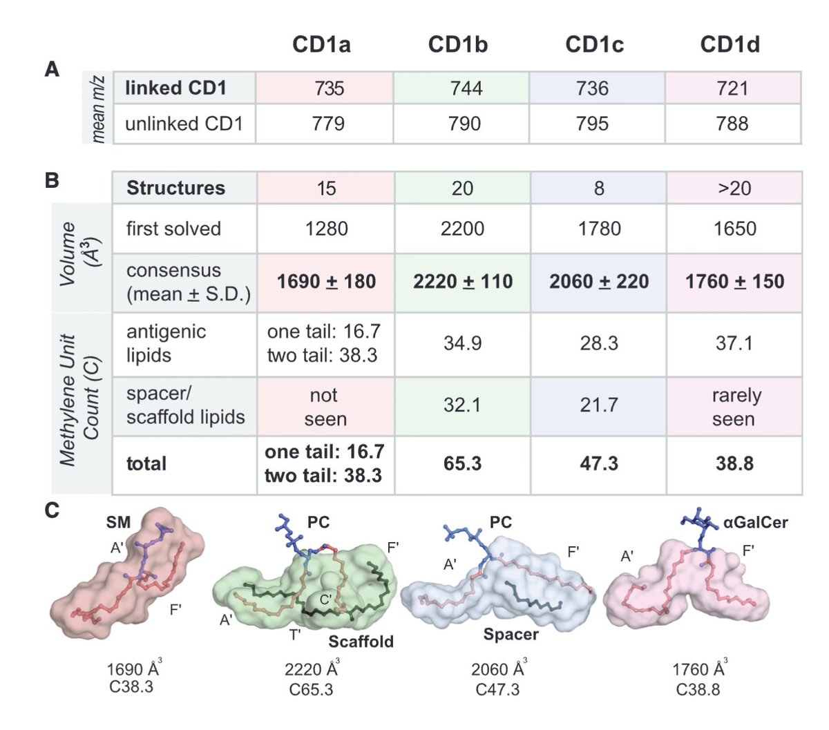 T cells recognize peptides, but also lipid antigens presented by the CD1 family. However, which lipids are presented by which CD1 isoform was largely unknown. 
Huang et al now analyzed the presented lipidome and showed both large overlap and preferences of the isoforms. (1/2)