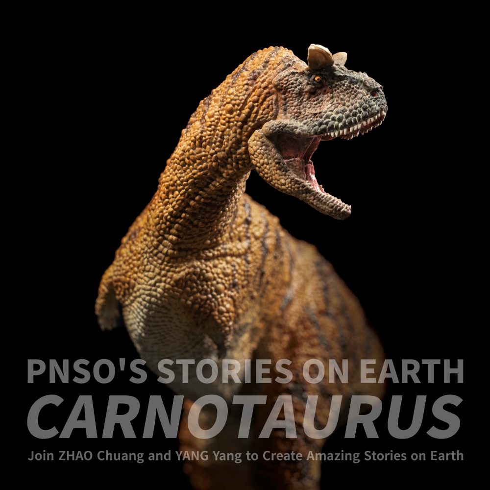 Carnotaurus was a large carnivorous dinosaur with a body length of about 9 m. Compared with its huge body, its head was small but tall. It also had a short face and keratinous structure on its head. Its jaw was thin, its teeth were slender, and its bite force was powerful. #pnso