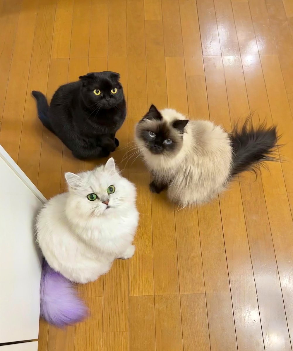 fuwamopurimo's tweet image. この一致団結感が なんか尊い☺️