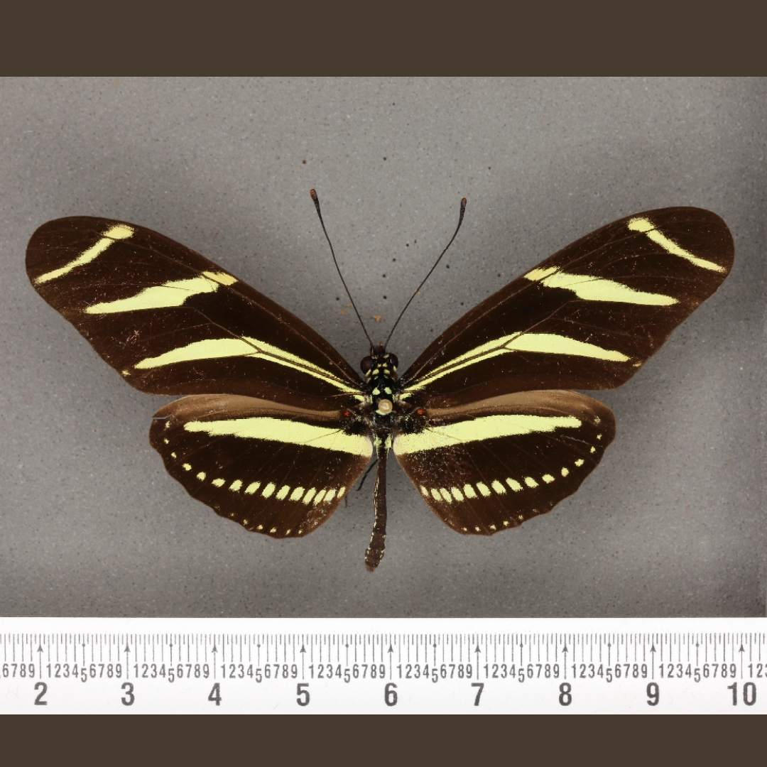 David Tennant's Doctor met an alien Vespiform and defeated the spider-like Empress of the Racnoss. His Doctor is like an NHM digitiser - wrestling with insect beasties is a typical day for us. Our butterfly Heliconius charithonia reminds us of pinstripes. bit.ly/40MVrgx