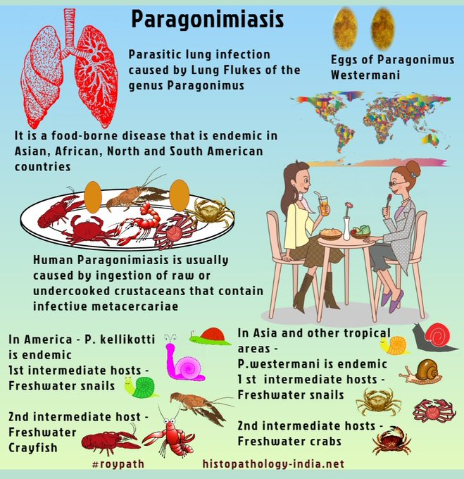 schowardjd's tweet photo. @Sthanu5 Paragonimiasis

[image source: @DrSampyRoy, #RoyPath,  https://t.co/Oly2n8JNow] https://t.co/N6Zb7V7CUJ