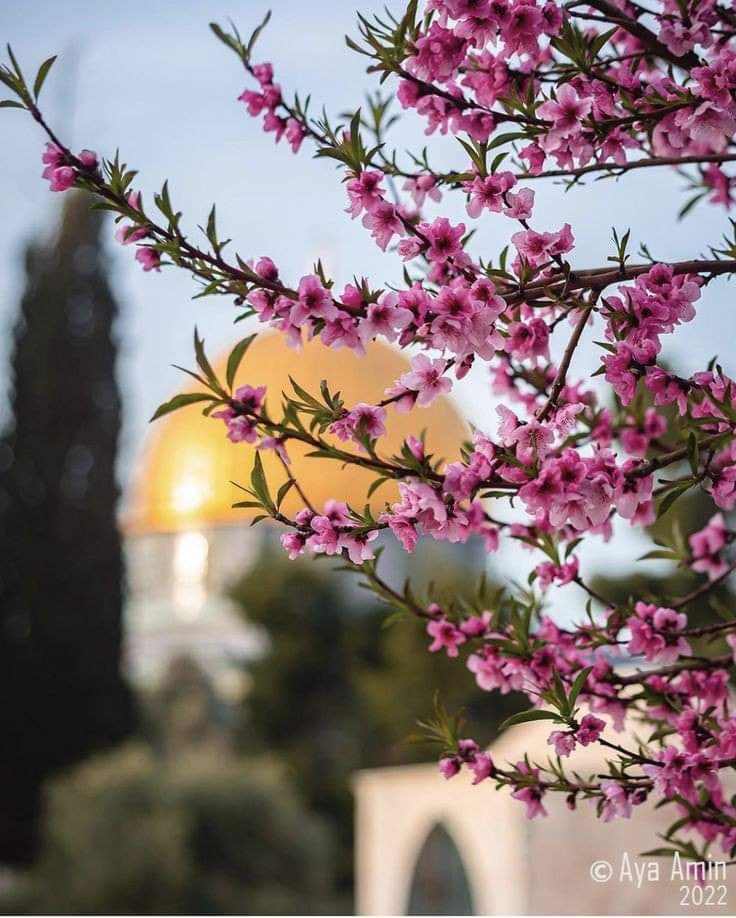 #غزة_تباد
#الاقصى
#القدس
#مستشفى_الشفاء 
#مستشفيات_غزه_تنزف
 #hospitals_in_Gaza
#طوفات_الاقصى
#مجزرة_المستشفى_الاندونيسي

             سيعودُ مسَجدُكِ الحزينُ مُكَبِّراً
             وتطولُ فيهِ خواشعُ الصَّلَواتِ"
                                 ♥️
