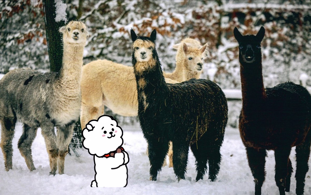 mercsi's tweet photo. As Jin's birthday present, we adopted the alpacas of Veszprém Zoo (Hungary) for 1 year on behalf of him. They are sooo cute!
We organize a cupsleeve event for Jin on 2-3. December in Budapest! 💜 
#HappyJINday
#JinDay2023
@seokjin_updates @nightstar1201 @PRforJIN @SeokjinGlobal https://t.co/24RXXh05nO