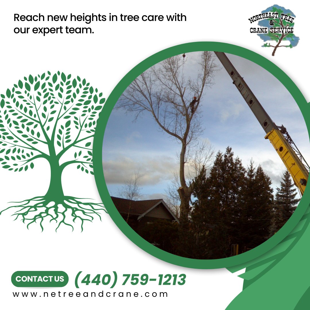 netreeandcrane's tweet image. Elevate Your Tree Care with Our 18-Ton Terex Crane in Aurora OH! With a 70-foot reach, it&apos;s ideal for confined spaces. Reach new heights in tree care. #ProfessionalTreeCare