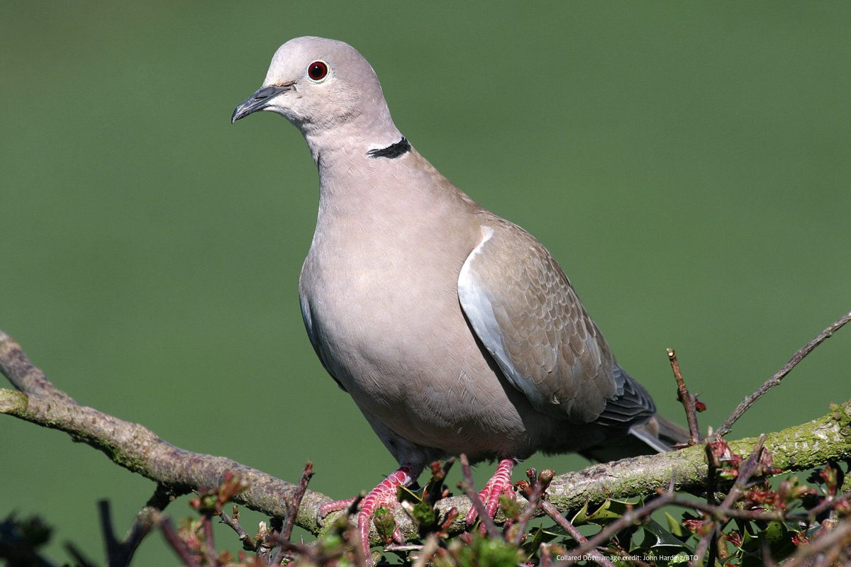 (1/9) Today, we will look at the population trends for Collared Dove. This species is a relatively recent coloniser to the UK, and only nested for the first time in the mid-1950’s.