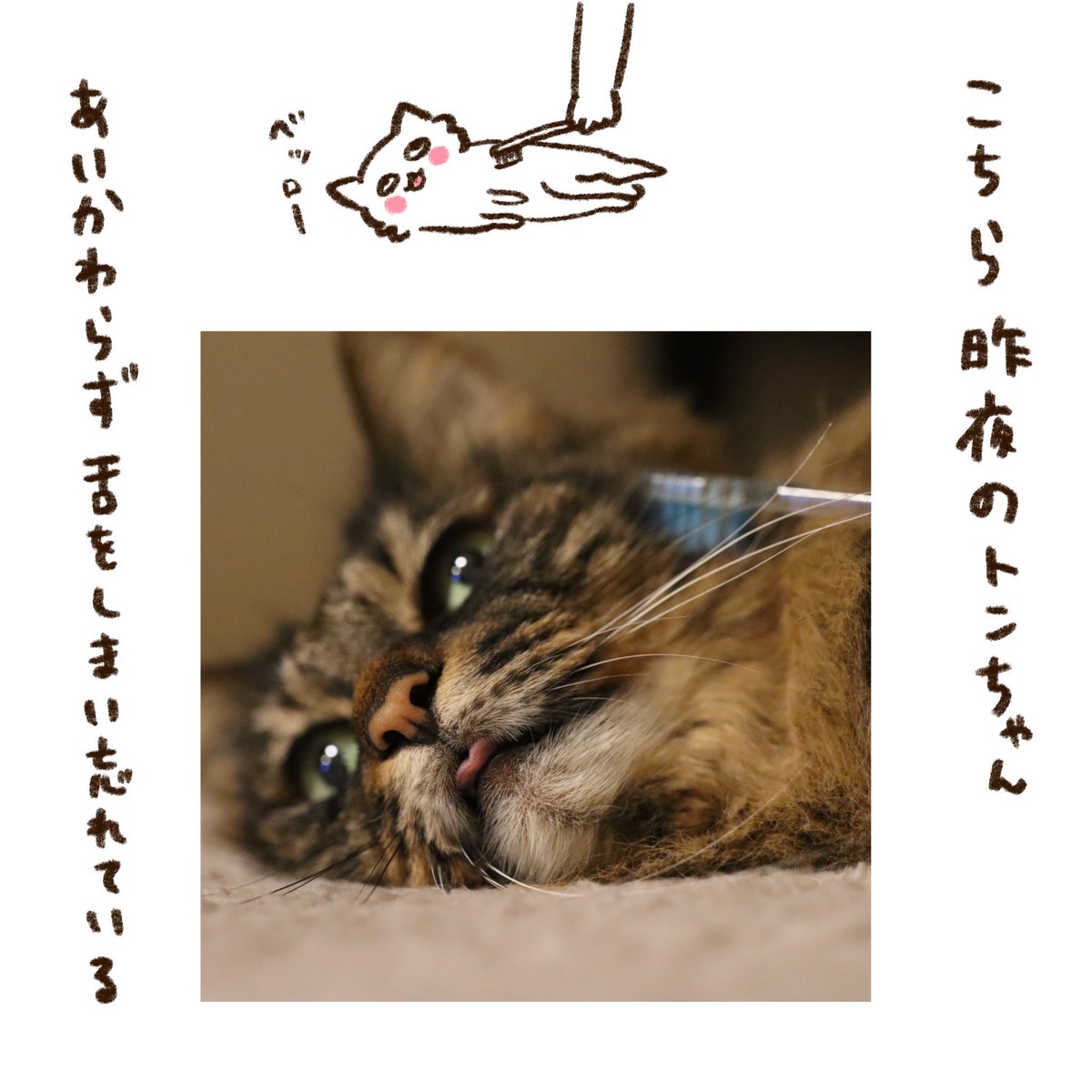 いいニャンニャンの日と「うちらはマブダチ」1周年(1/3)