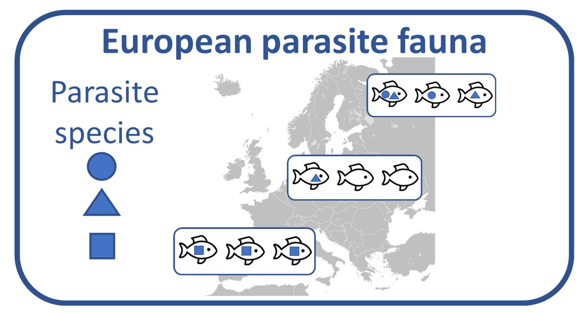 We're hiring! 3-YEAR POSTDOC on “Spatial and temporal patterns of European parasite biodiversity” as part of a large EU Biodiversa+ project, including @rpaterson_nz @JA_Balbuena @ECOparasites @PeerLab_NHMG @Bernd_AquatEcol @chris_sel More info: tinyurl.com/5fzxn8en