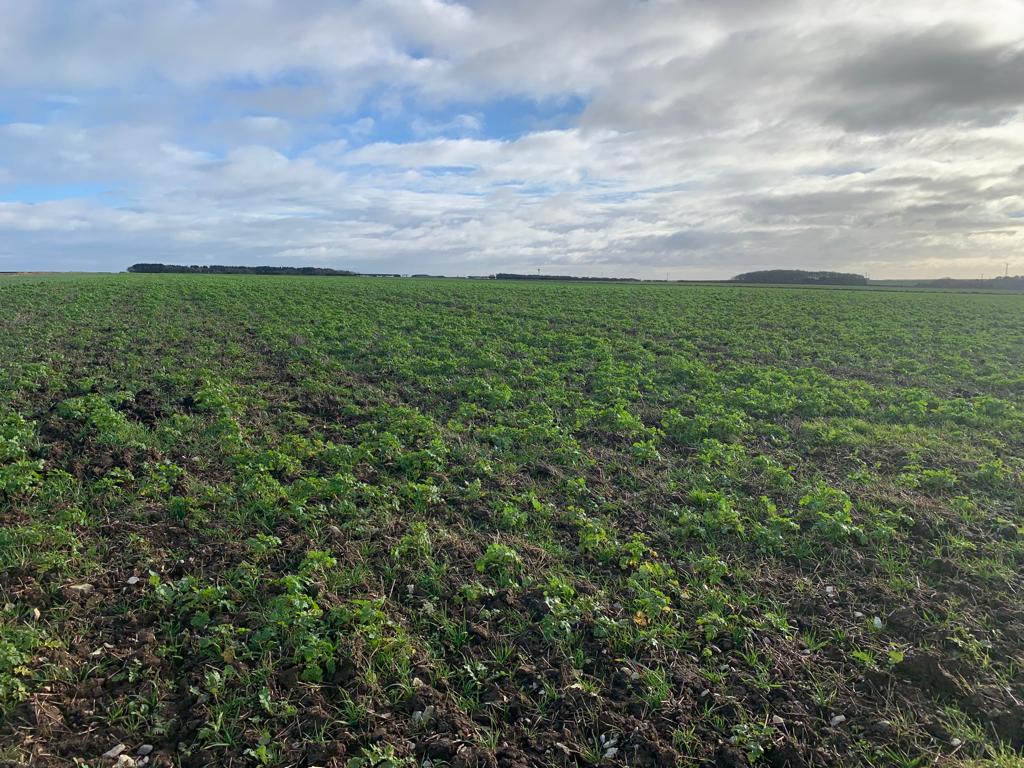 BennettPotatoes's tweet image. Last week we went to check out how some of the cover crops are performing on fields we are growing potatoes in next season. 🌱🥔

This is a winter cover crop containing black oats, phacelia and wild mustard. This mix aims to improve the soil structure for the following crop. 👍🏻