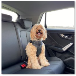 Dogs_Today's tweet image. This #WinItWednesday prize is generously supplied by travellingwithpets.co.uk! Your dog must be suitably restrained when travelling in the car; follow and RT for a chance to #win a Sherpa crash-tested car harness. Available in four sizes, designed to keep your dog safe!
UK only.