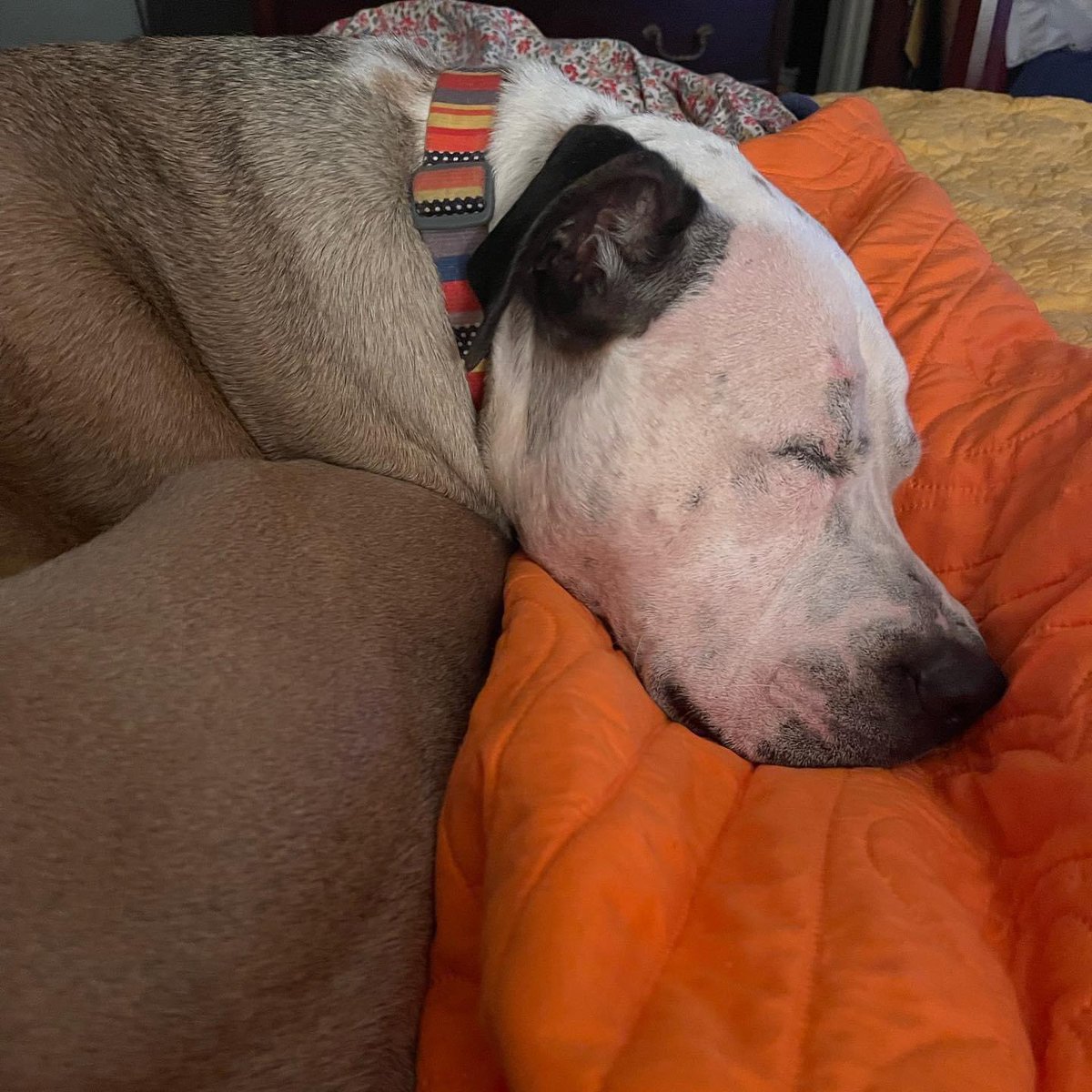 How could you not love this beautiful face! They were up all day yesterday with me being home all day #dog #dogsofinstagram #dogdad #rescueismyfavoritebreed #adventureswithpeteyandcooper