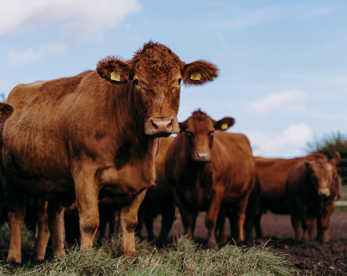 StabiliserBeef's tweet image. Ever wondered how you can cut your feed costs? 🐮

We have been trialling and selecting feed-efficient genetics for over ten years, meaning Stabilisers eat less and convert better!

#stabilisercattle #stabiliser #livestock #agri #hybridvigour #regenag