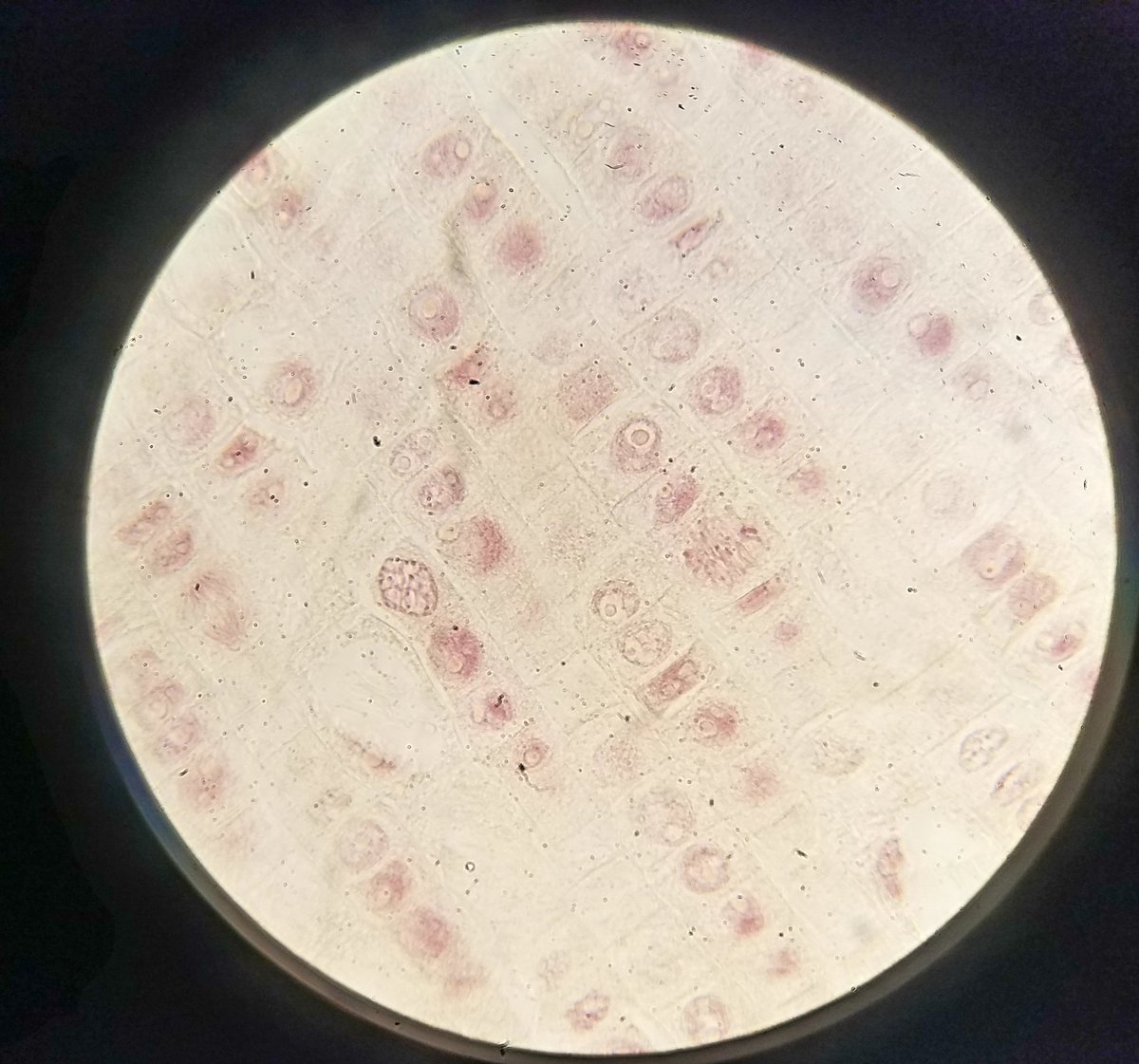 vivelesSVT's tweet photo. Observation de cellules en division ce matin au labo de #SVT #Mitose https://t.co/DUwNwG0enA