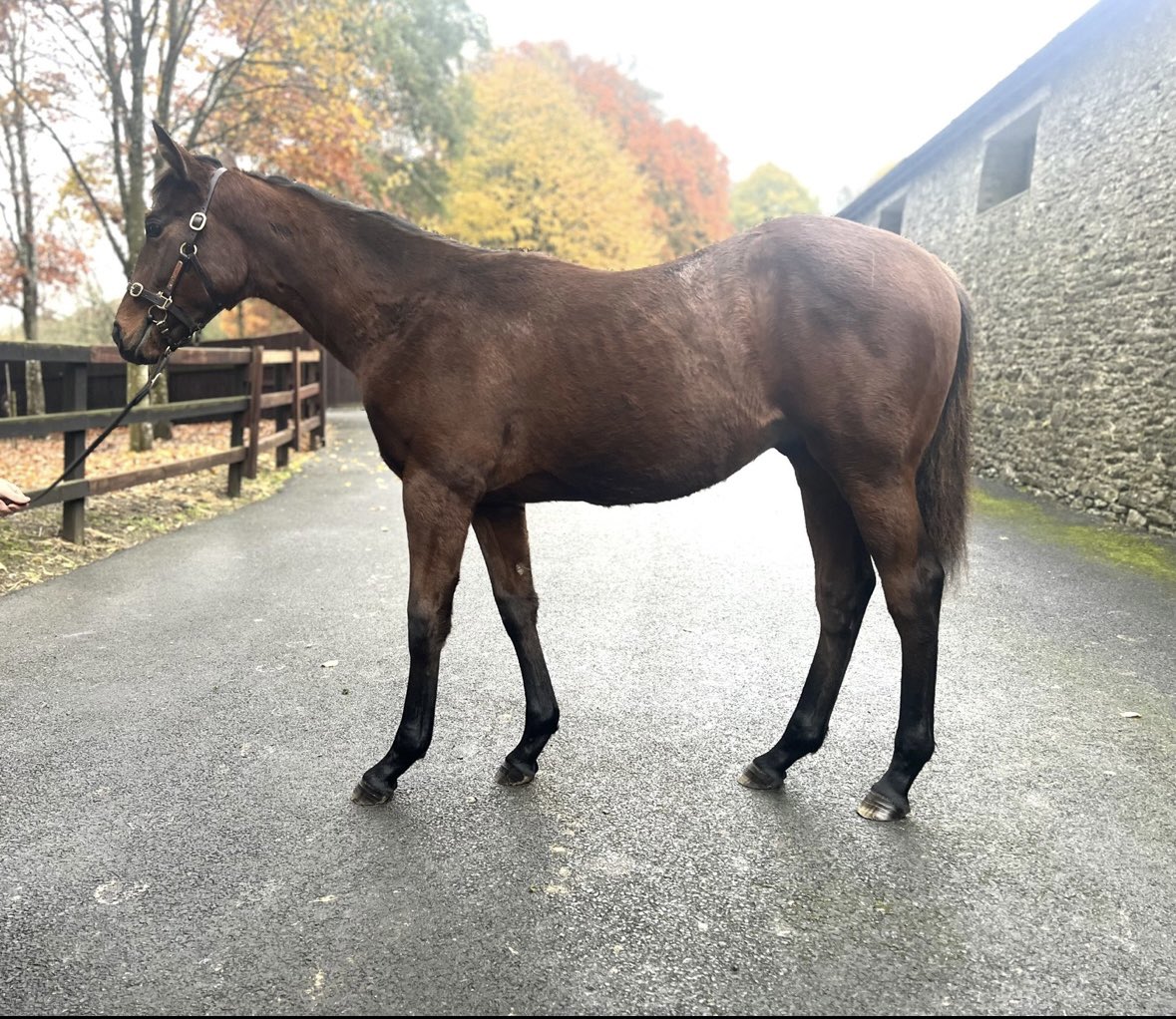 keatingstown house stud tweet media
