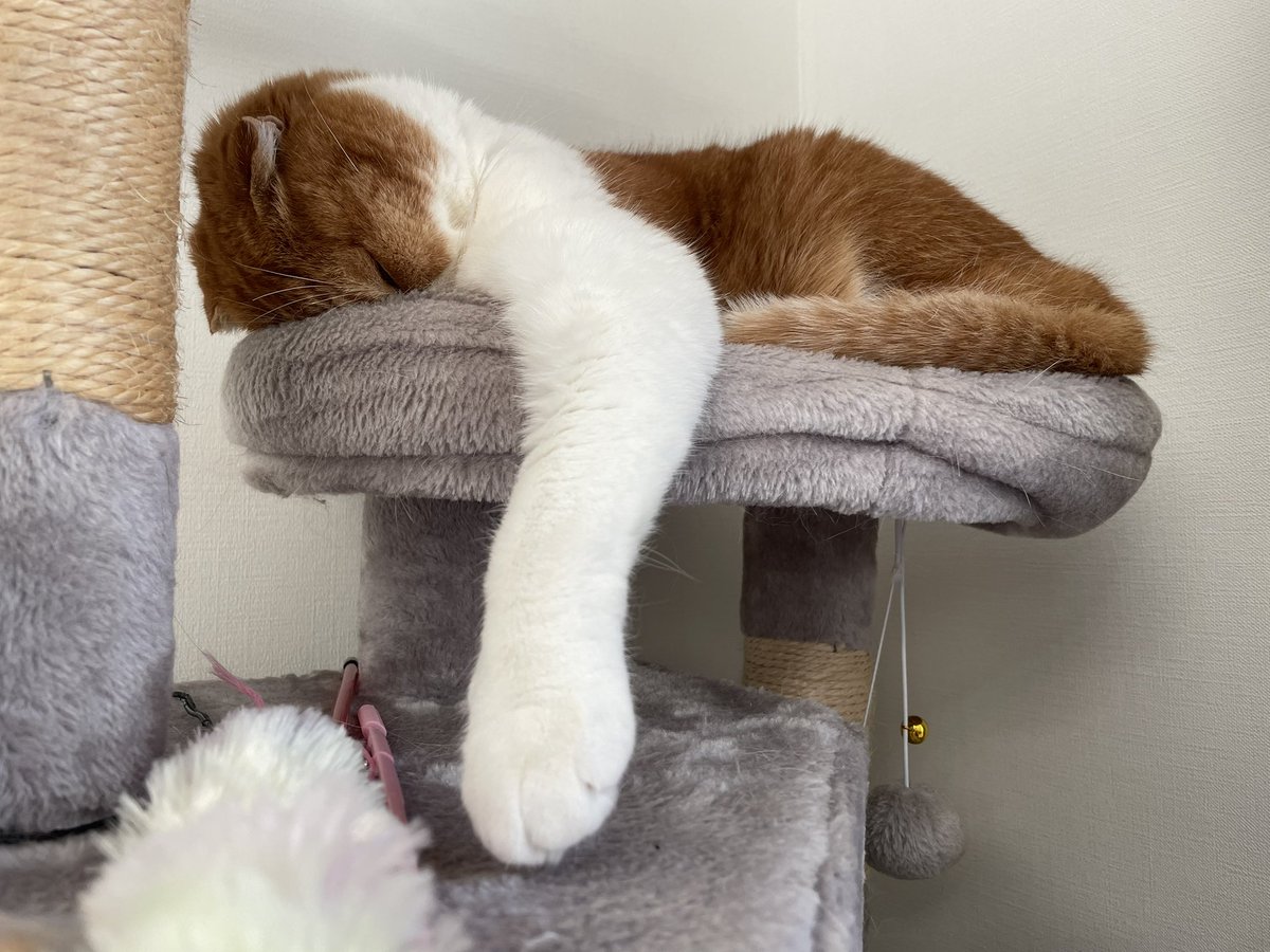 nico25sco's tweet photo. ごめん寝

#猫 #猫好きさんと繋がりたい https://t.co/QaWEIhNTlb