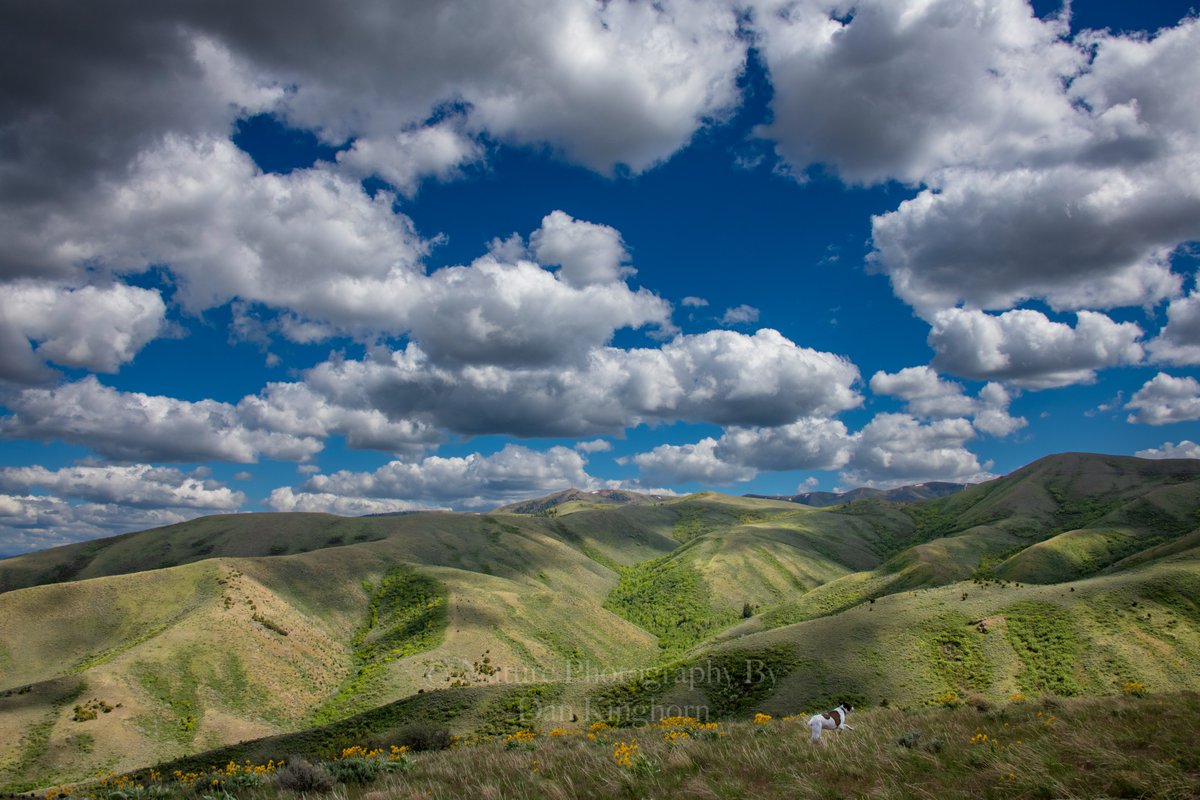 Pocatello #Idaho, to the left and down the hill.  My wonderful wonderdog Jill wondering about in the shot...