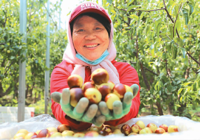 VoiceofPD's tweet photo. Not long ago, 20,000 kg of winter #jujubes departed from a company in E #China's #Shandong Province for the Netherlands, marking the first time that Zhanhua winter jujubes were sold to Europe. 
Read full: https://t.co/gakFZU0EVN https://t.co/uzwFVFqQpR
