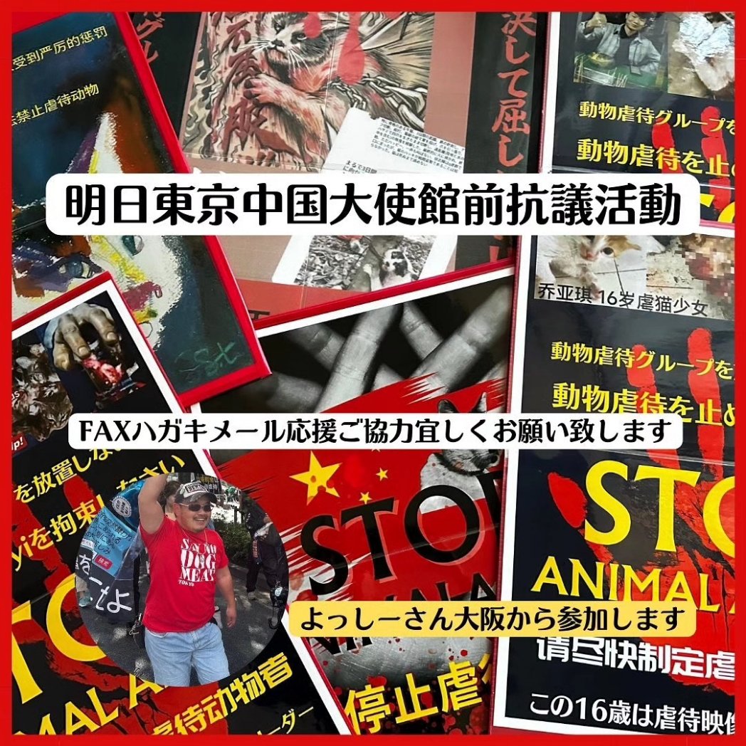 FGuardiansJapan's tweet photo. STOP! Selling Cat Abuse Videos in China
Take action to impose a severe punishment on animal abuse!
11月22日12時
東京中国大使館前抗議活動
🔵東京中国大使館宛3秒メール
はこちら
→https://t.co/A7fnTzUNmr
🔵FAX番号はこちら 03-3403-3381
抗議活動の後押し
ありがとうございました #牛猫 https://t.co/kFFipD0rAv