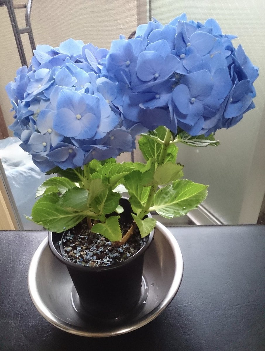 RT @pp7XM0ZE9Aac4dh: 紫陽花が好きです