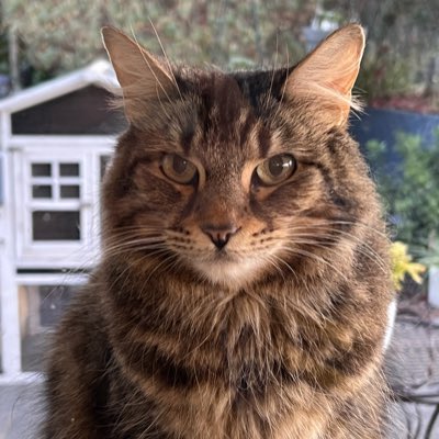 GoodbyeXwitter's tweet photo. #NewProfilePic In hon our of my soon demise on Xwitter. It’s been real. It’s been fun. But it’s time to close this chapter. I don’t tolerate the whims of immature manboys. #ElonHatesJews #ElonMustGo #MuskRat https://t.co/qrCXTjnTFS