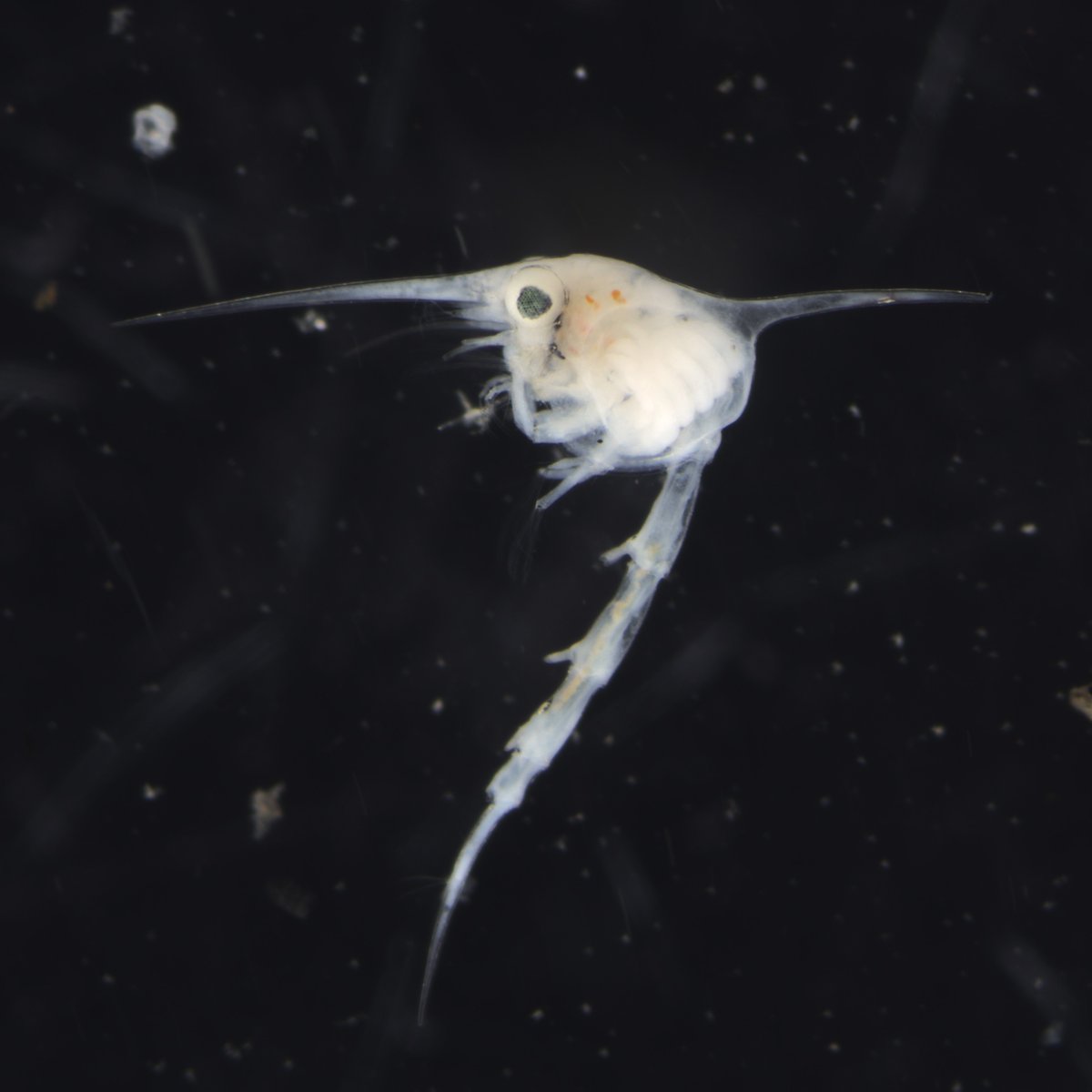 CSGavinChang's tweet photo. 蟹類的蚤狀幼體

Zoea stage of crab larva.
HisnChu, Taiwan
#crab
#zoea https://t.co/V06mnPceXX
