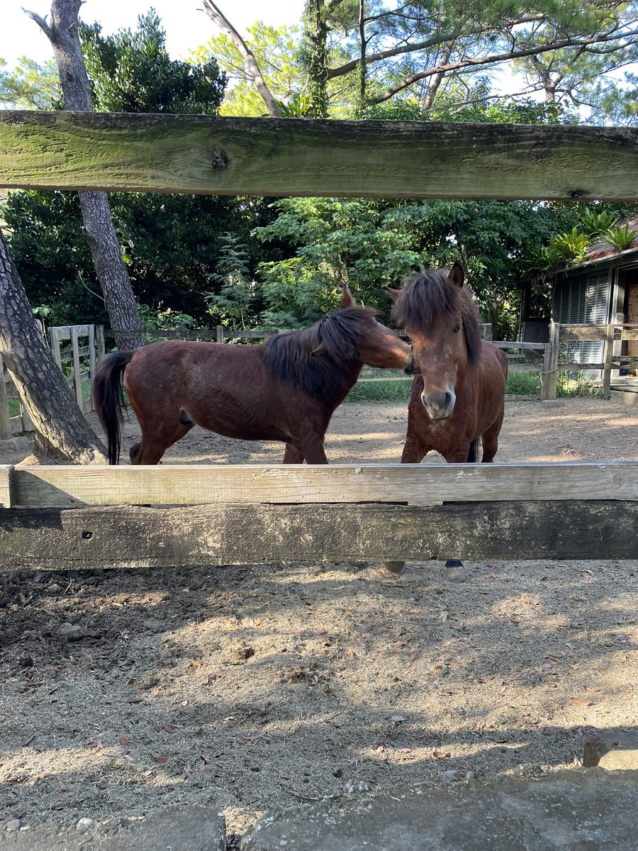 宮古馬🐎

うま。。。

馬…🤤