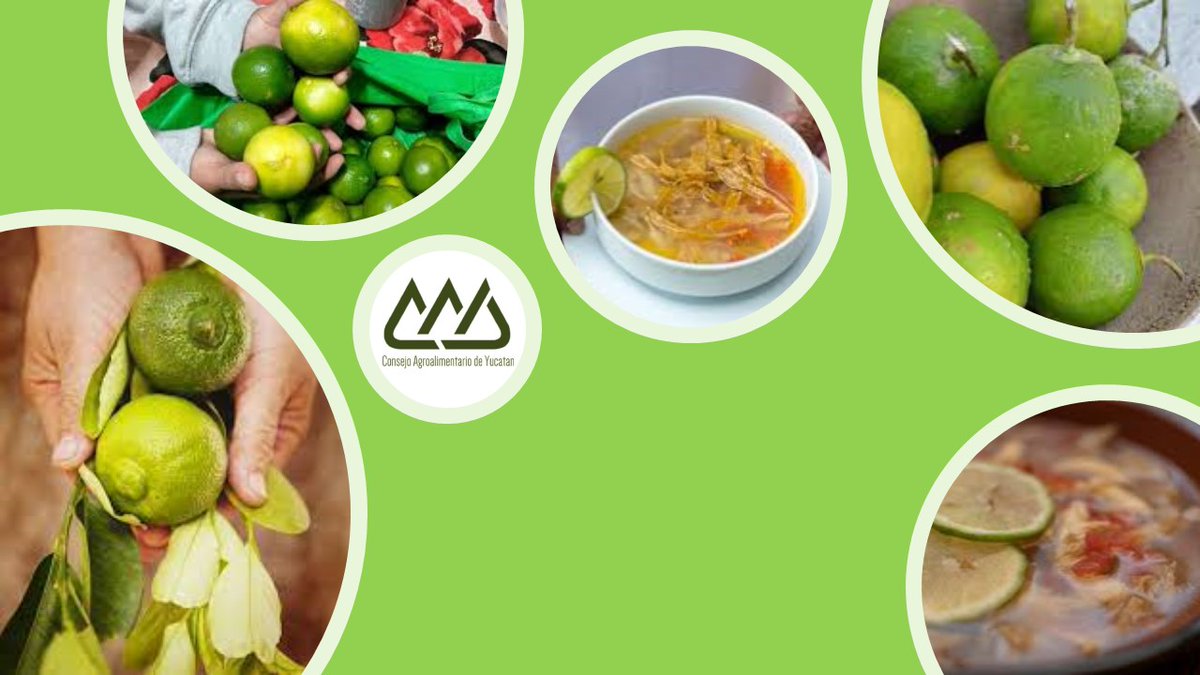 CNA Yucatan tweet media