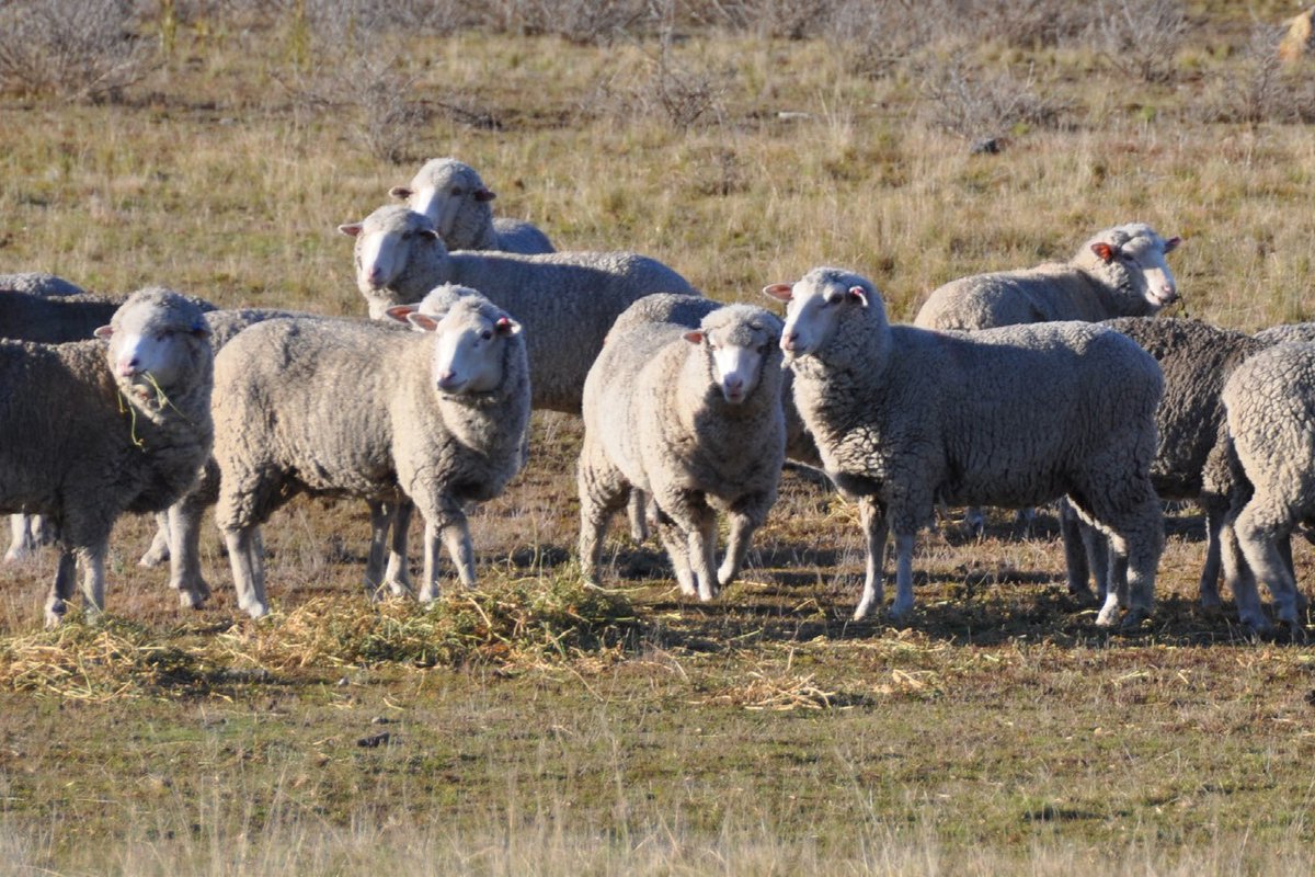 Hear from containment feeding expert Deb Scammell from Talking Livestock, South Australia, at upcoming workshops in December - mailchi.mp/03b63e1d43f2/s… @woolinnovation @nrmsouth