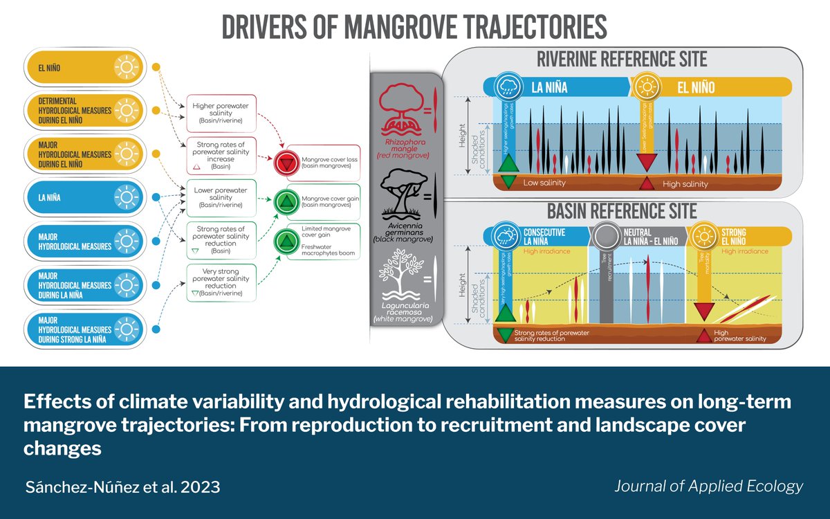 Blue Carbon Lab tweet media