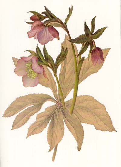 lorraineelizab6's tweet photo. Lydia Shackleton (22 Nov 1828 #Ballitore #Kildare-10 Dec 1914 #Dublin).π©βπ@NCAD_Dublin. 1st artist-in-residence @NBGGlasnevinOPW; c 1500 botanic studies. >2/3 orchids! Painted 100 Irish native wild species @NMIreland. Taught, wrote verses & travelled to US! https://t.co/I2WQ1DFDzS https://t.co/kxm6HAv8v6