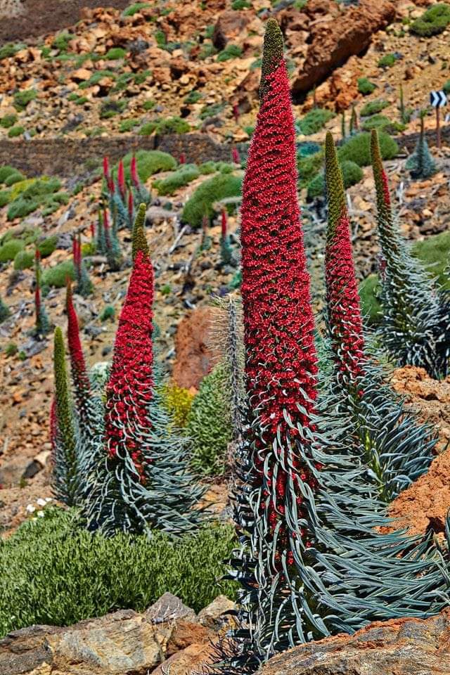 MMirella28's tweet photo. #prometto
Che un giorno
Andremo a vederlo
Il Tajinastr rosso(Echium Wildpreti
Foto, sull isola di Tenrrif, nel suo habital
(Ti ho detto un giorno nn cominciare ad assillare) 😊🌹 https://t.co/MeMZPxEnjJ