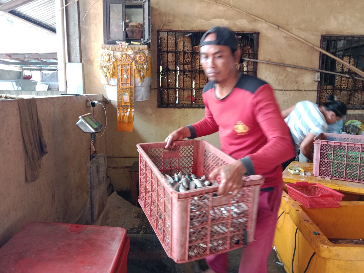made_rastini's tweet photo. Selasa,21/11/2023 hero rastini luhkan Badung dkk, giat pendataan produksi pindang di Poklahsar Merta segara, bahan baku ikan laut 1200 kg/hari terdiri dari tongkol kenyar dan kemuru nilai jual total rp 22.000.000
@bppsdm_kp 
#puslatluhkp
#GiatluhkanSatminkalGondol
#pdspkp https://t.co/YO6V9KmPWe