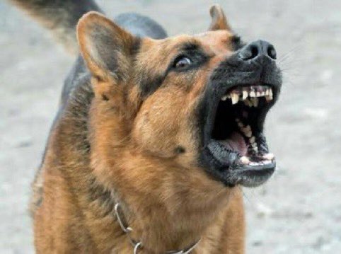 Ethany47's tweet photo. ZRP

when they see a           when they want
mushika-shika               a lift https://t.co/TMaIA7qKlv