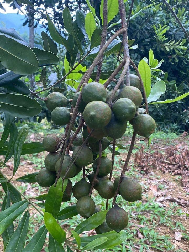 AllahArrin2354's tweet photo. Mắc ca loại đại và trung tiếp tục về kho Hạt Ngon anh chị ạ. Chế biến món ăn, Nấu sữa hoặc ăn trực tiếp rất giòn và thơm 
- Hạt ngon đóng Túi zip và hút chân không gói 500g và 1kg 

#hatmacca #hatngon #hatdinhduong #hatnausua #suahat #ngucoc https://t.co/oyRVQBnU8A