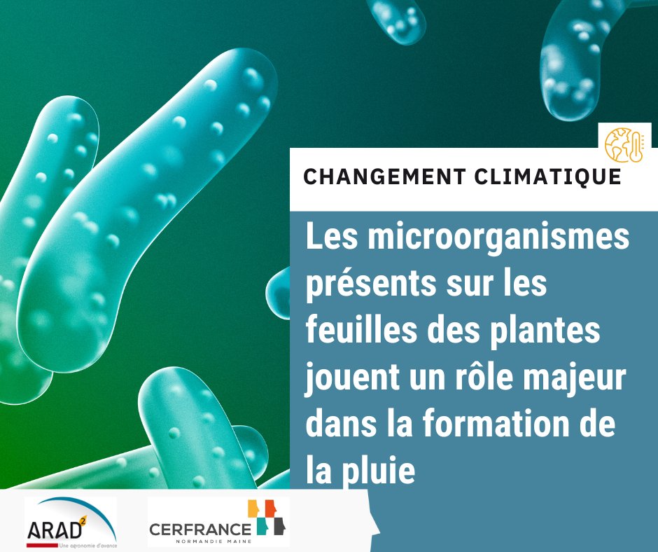 [Changement climatique] Découvrez comme les microorganismes contribuent au cycle de l'eau en intervenant dans le formation de la pluie 🌧️ 

Pour en savoir plus :
➡️normandiemaine.cerfrance.fr/arad2/microorg…

@Cerfrance_sn <a href="/Cerfrance_5372/">Cerfrance Mayenne-Sarthe</a> <a href="/CerfranceOrne/">Cerfrance Orne</a> @CERFRANCE1450
