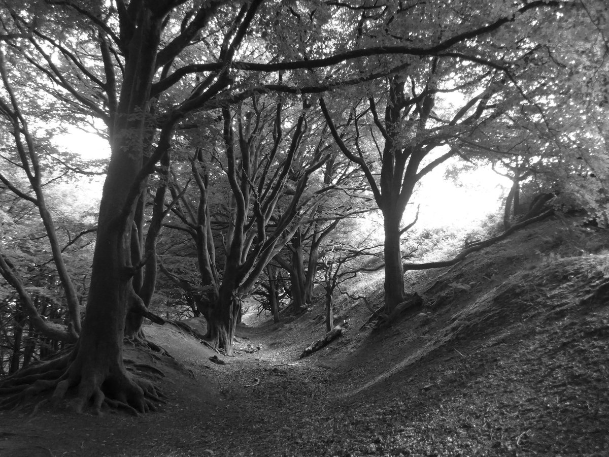 The brooding, tree-covered ramparts of Hembury Iron Age hillfort in the @BlackdownsAONB #Devon Still intimidating after two and a half thousand years of sleep 📷 July 2021 #HillfortsWednesday