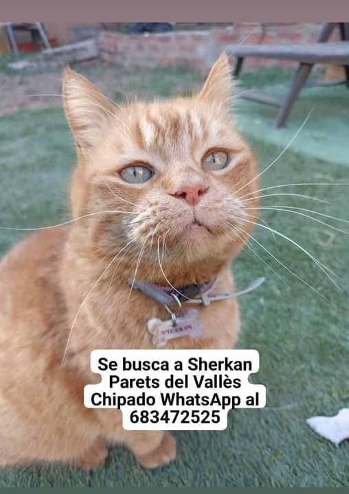 SHERKAN SIGUE SIN APARECER
CHIPADO
ZONA CALLE BRUC DE PARETS DEL VALLÈS  (Barcelona)-España
POR FAVOR COMPARTID EN GRUPOS DE LA ZONA DE REDES Y WHATSAPP
😭🙏‼️
Si lo veís enviar la ubicación al 683 47 25 25