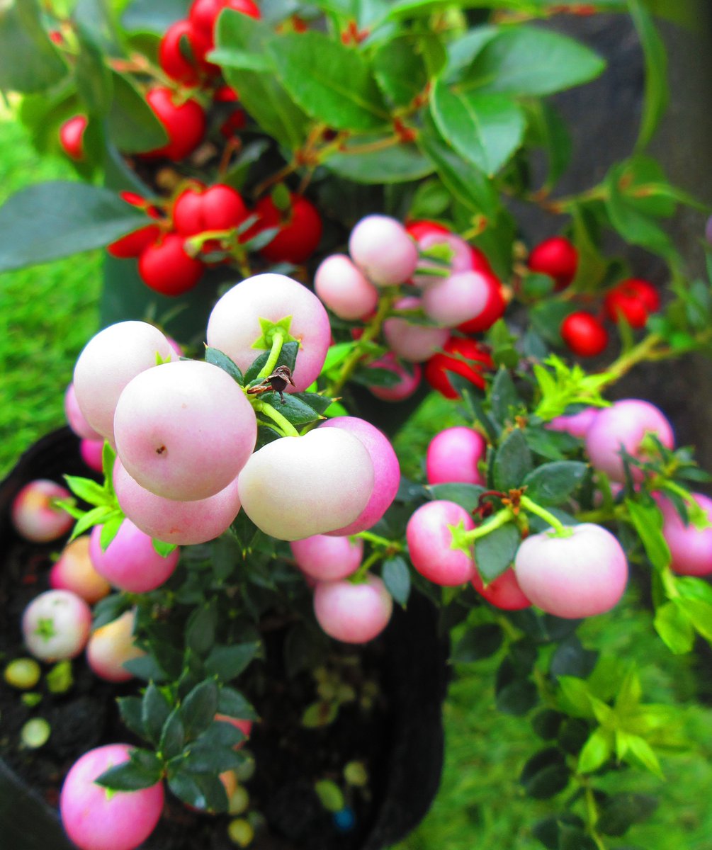 ハッピーベリー