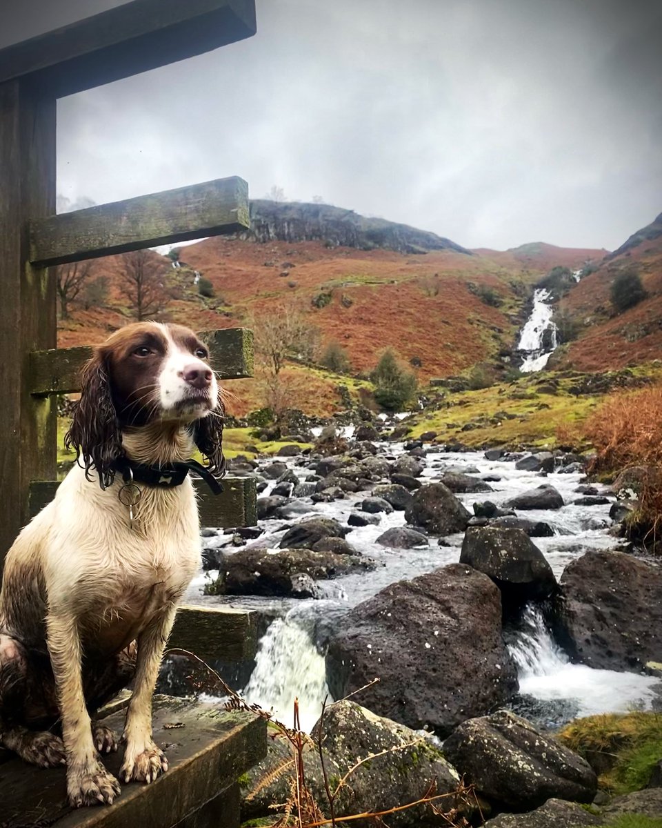 BeckyMSelf's tweet photo. 🐶🍂 https://t.co/2ejCAkDLMc