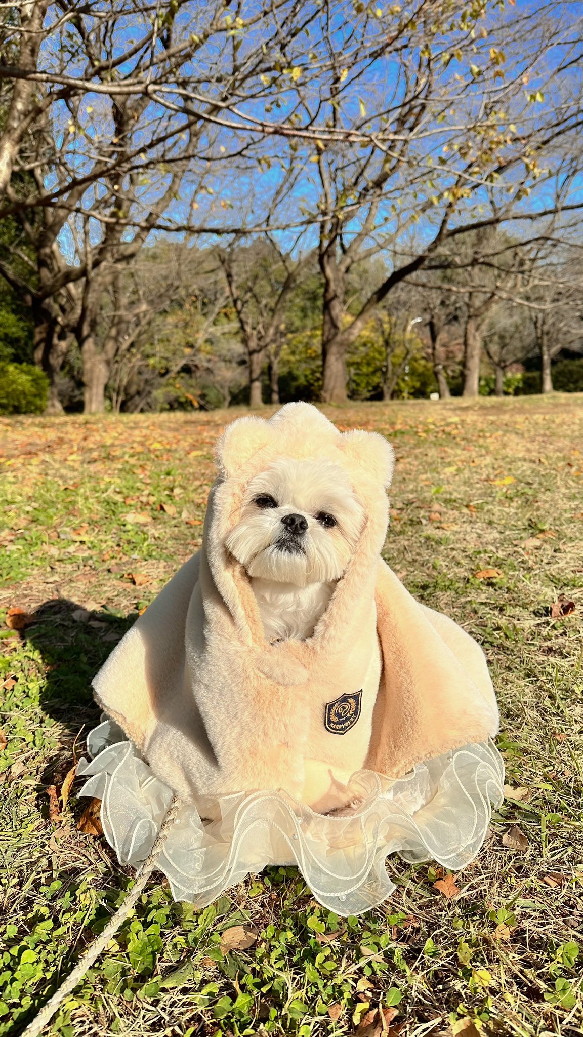 * vintage dog ❀ * ツートーンの可愛い ワンちゃん vintage dog ❀ * ツートーンの可愛い ワンちゃん