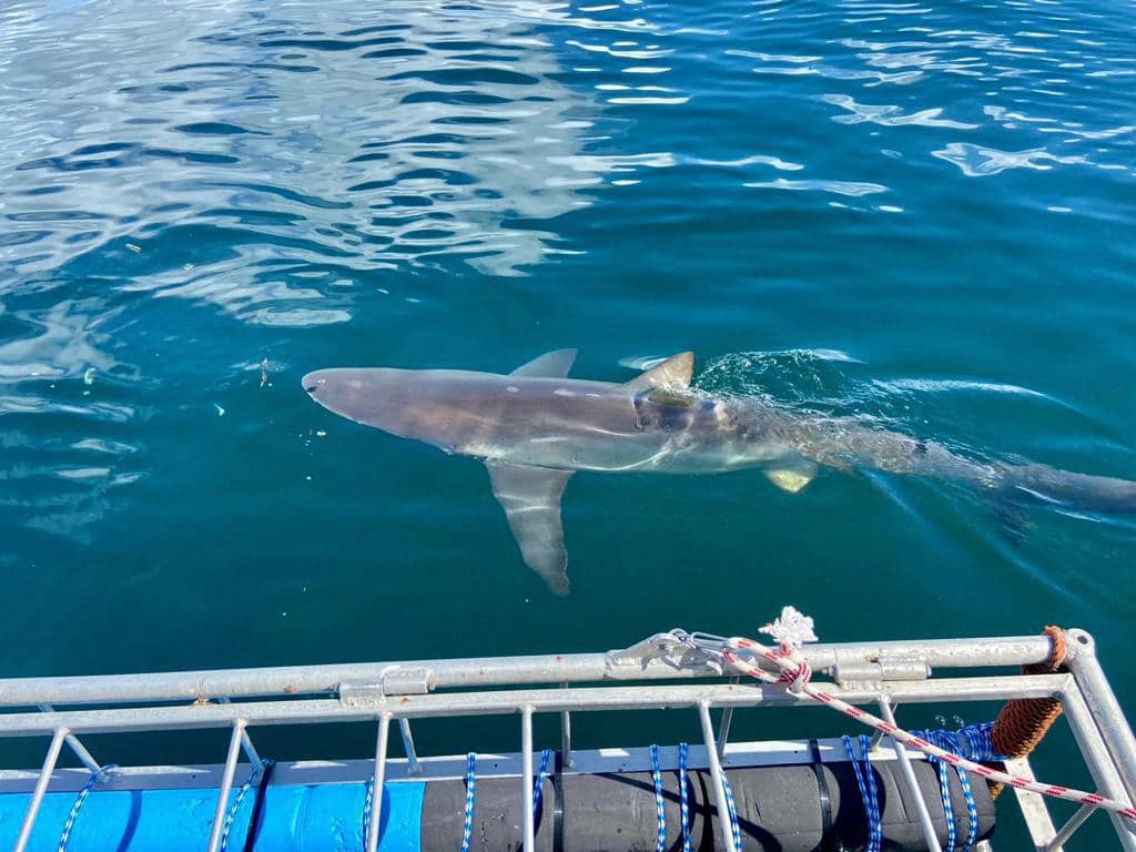 Shark Explorers offers uniquely customised shark diving, viewing and filming expeditions.

iamcapetown.co.za/tour/shark-exp…

#IAMCAPETOWN #capetown #lovecapetown #southafrica #shotleft #discoverctwc #tavelmassivect #TravelMassive #TravelChatSA #nowherebetter #sharkexplorers #falsebay