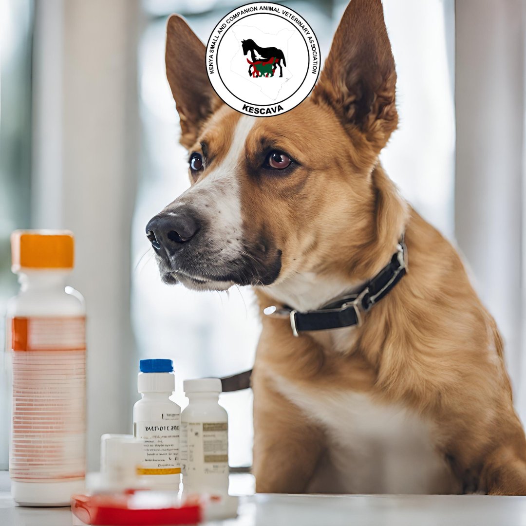 Fact Check: 👇 Antibiotics 💊 are designed to combat bacterial infections in animals 🐶, not viral infections. Remember to always use them wisely and consult your vet for the best treatment for your furry companions. #WorldAMRAwarenessWeek #AMR