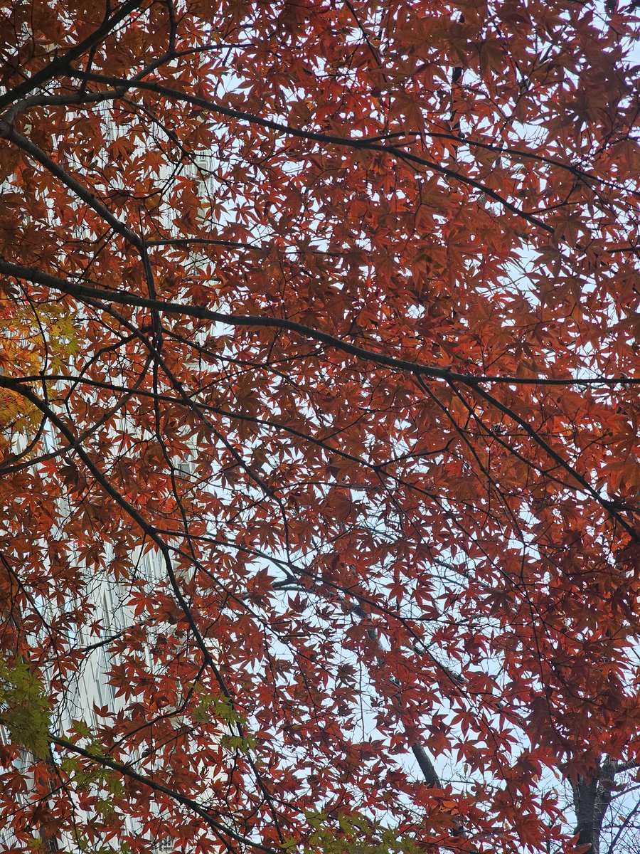 latache221's tweet photo. 오늘의 단풍 🍁 🍁 https://t.co/tscyMFfwKH