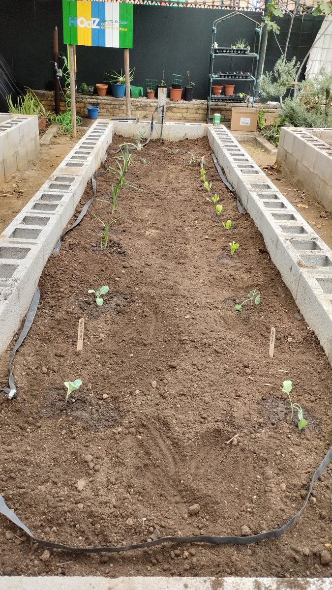 Primera siembra en nuestro huerto. Alumnos y alumnas del <a href="/ortizdezuniga/">Ortiz de Zúñiga</a> plantean cebollas, zanahorias y habas. 🥕🥬🥦