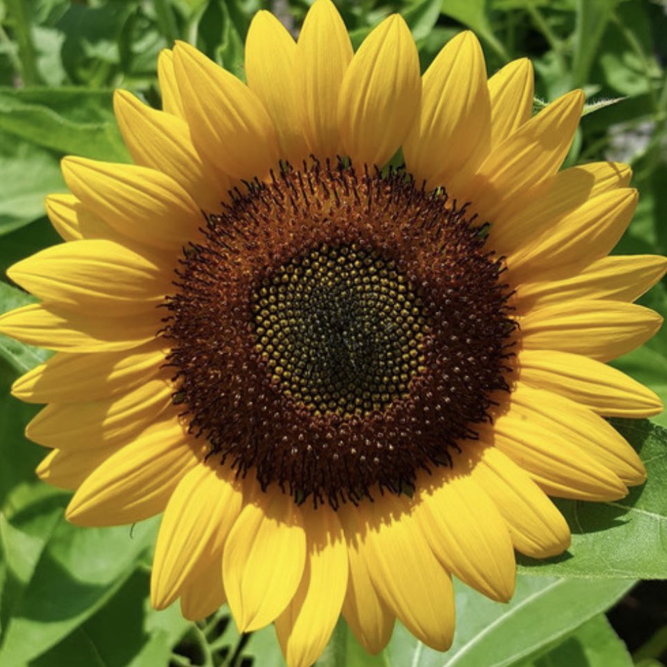 Remembering our beautiful mucker Uaneen, whom we lost 23 years ago today. Forever smiling in our hearts. ❤️