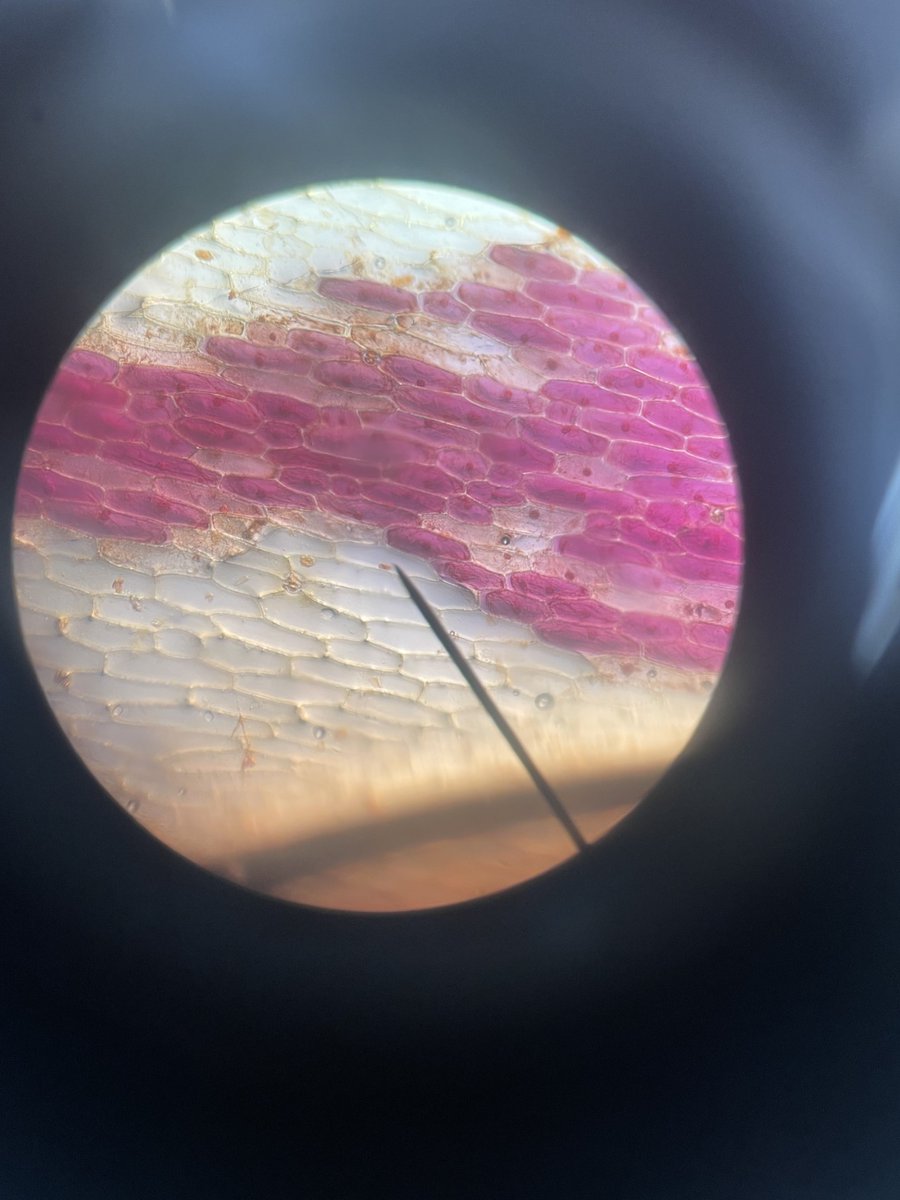 argoed_Science's tweet photo. Mrs Gillespie's year 7 classes have been learning how to use the microscope in science.

The first picture, by Raquel shows the cells of a red-onion.  The second by Evan shows the tiny holes on a leaf surface that allow gases in and out of the leaf.  Da Iawn - great pictures! https://t.co/j2JKHcVsS9