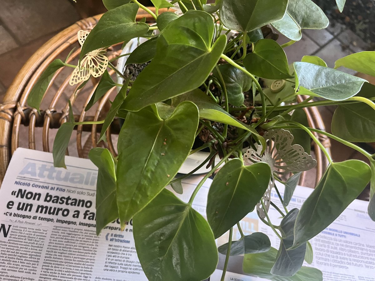 paoloangeloRF's tweet image. su #Mondopadano in edicola fino a domani mio servizio2pagine sull’evento con #Govoni che ha illustrato sistema educativo #Stillirise e 2mie interviste,ad un geometra prossimo alla pensione e alla seconda classificata ex aequo nel bando della borsa di studio dedicata ad un medico